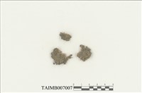 藏品(展葉角鱗蘚)的圖片